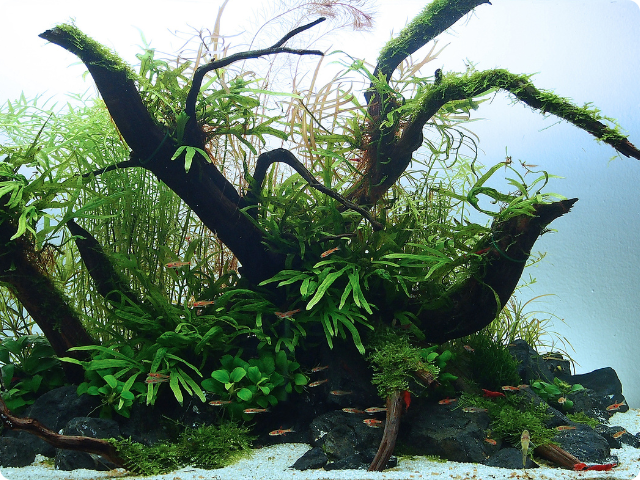 Slatkovodni akvarij za početnike